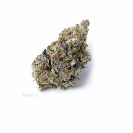 Blue Gelato 41 (AAAA)