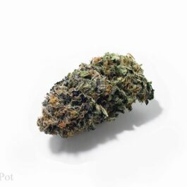 Candyland (AAAA)