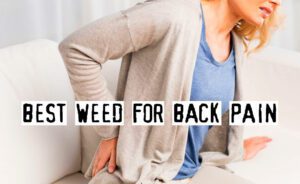 Read more about the article Best Weed for Back Pain
