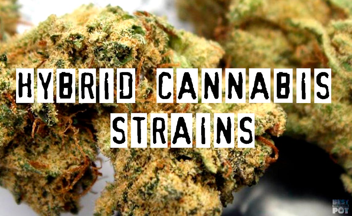 You are currently viewing Top Hybrid Marijuana Strains. Informative Guide