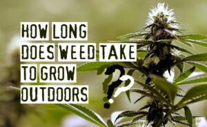 Read more about the article How Long Does Weed Take To Grow Outdoors?
