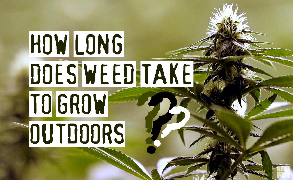 You are currently viewing How Long Does Weed Take To Grow Outdoors?