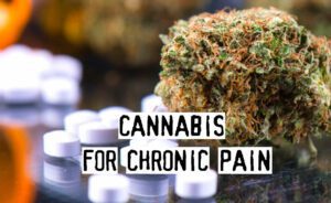 Read more about the article Cannabis For Chronic Pain, Is It Effective?