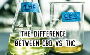 Read more about the article Guide To The Major Differences Between THC And CBD