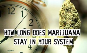 howlongdoesmarijuanastayinyoursystem