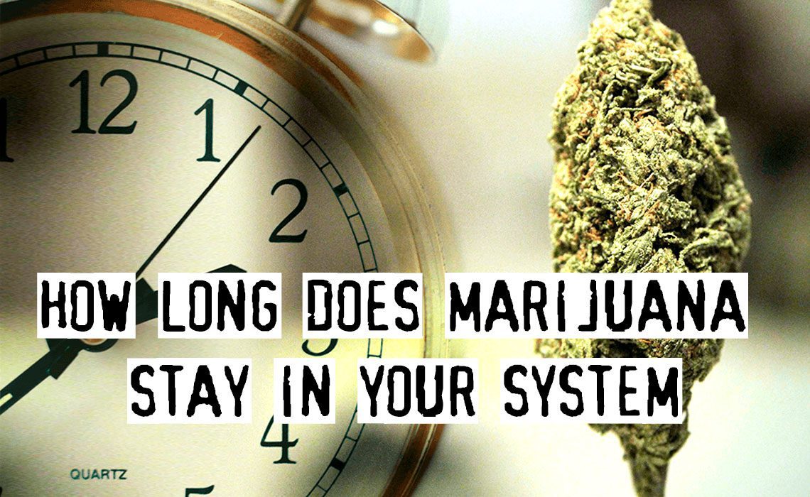 You are currently viewing How Long Does Marijuana Stay In Your System? Answer Is Here!