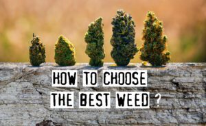 Read more about the article How To Choose The Best Weed, Tips From Experts!