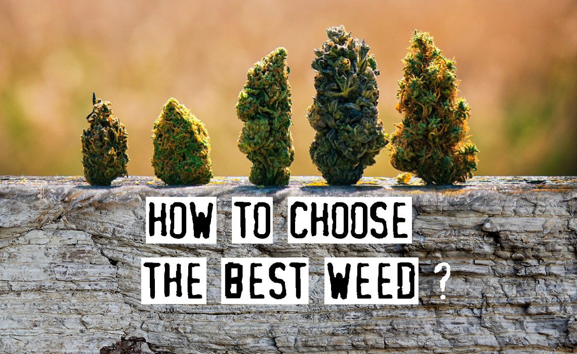 You are currently viewing How To Choose The Best Weed, Tips From Experts!