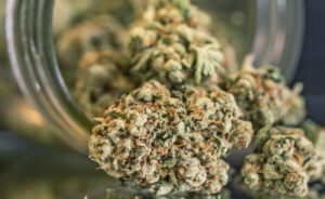 Read more about the article How To Buy Weed In Canada
