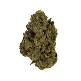 Orange Sherbet (Greenhouse – 28 Grams)
